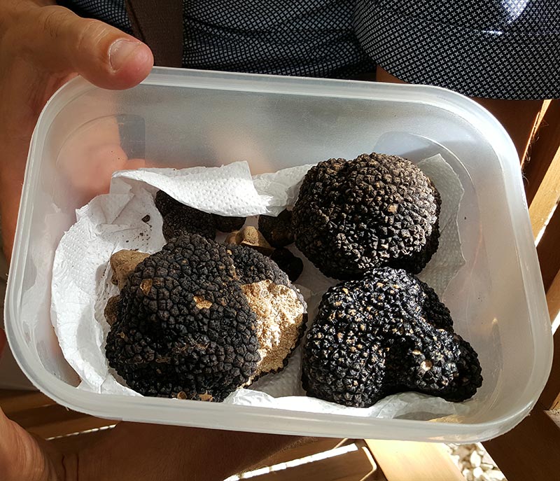 Huge truffles!